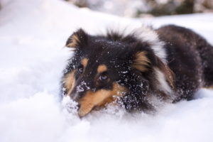 Hund im Winter