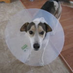 Schmerzmittel Hund