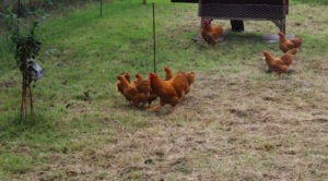 Zwerghühner im Garten halten